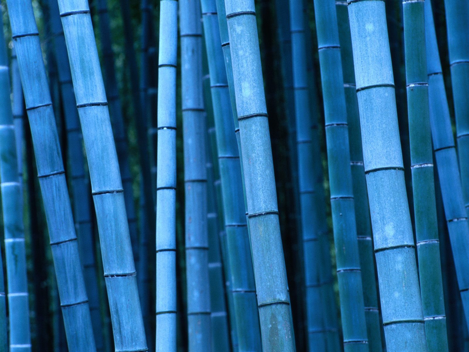 Bamboo Blue Presentation Template for Keynote